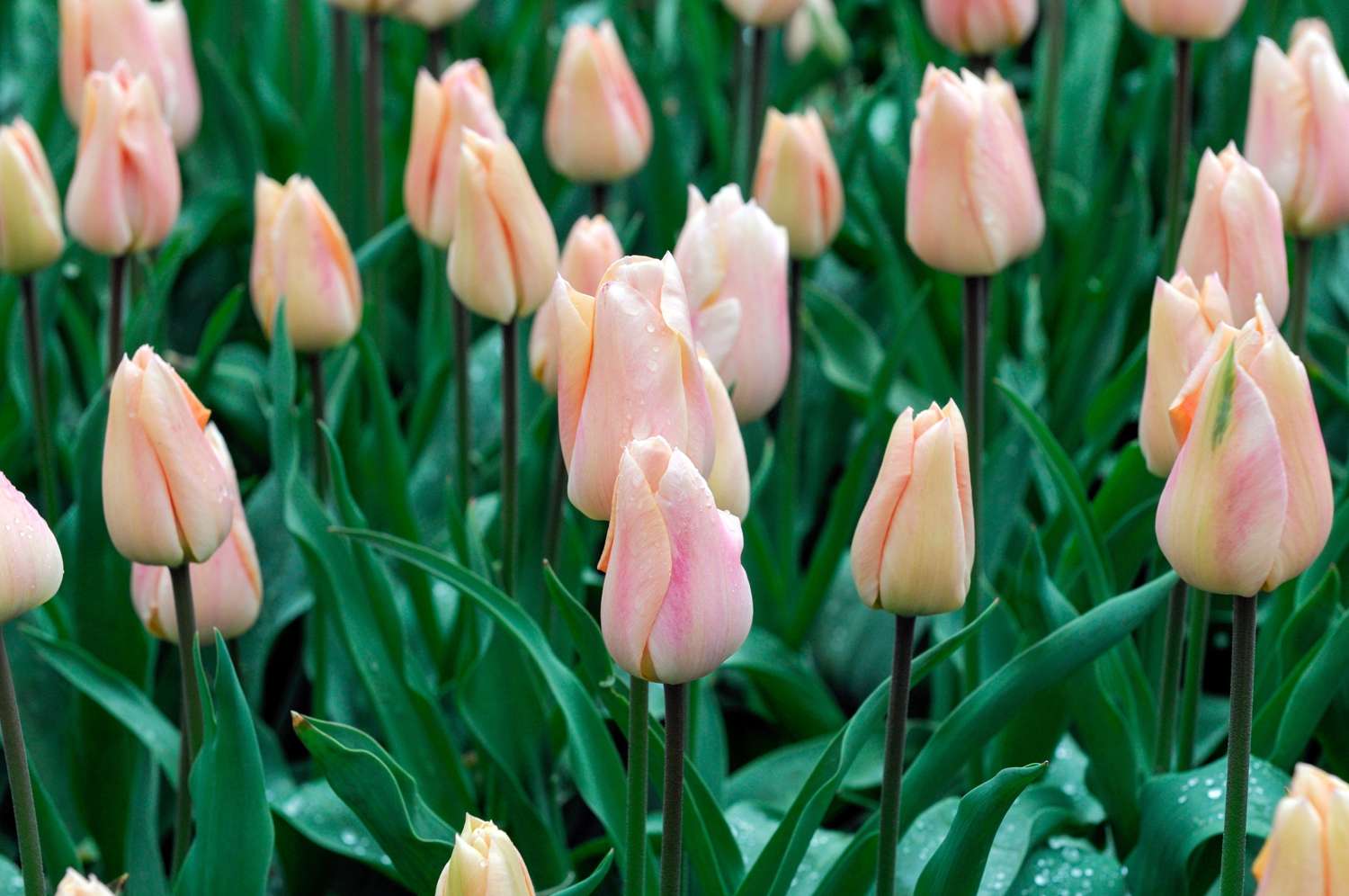 Tulipe 'Apricot Beauty'